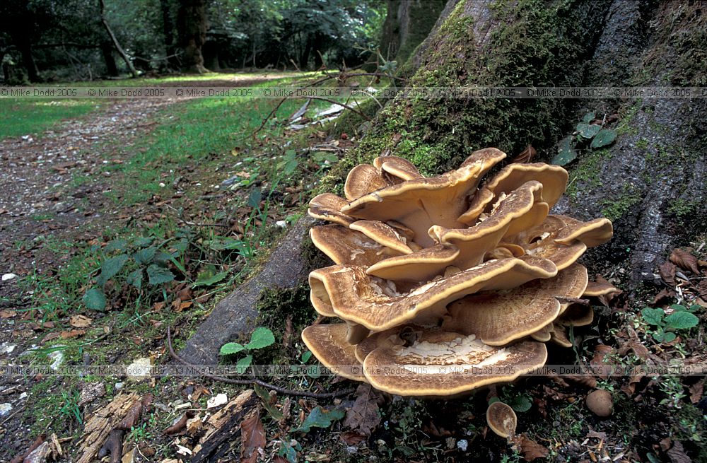 Grifola gigantea syn Meripilus giganteus Giant Polypore