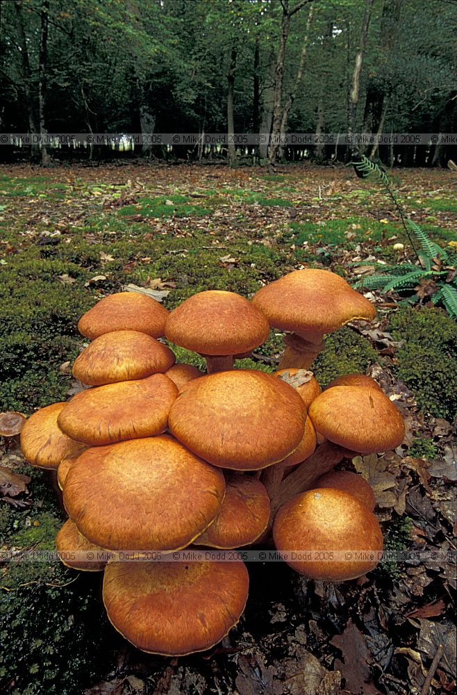 Gymnopilus junonius syn Pholiota spectabilis var. junonia Spectacular Rustgill