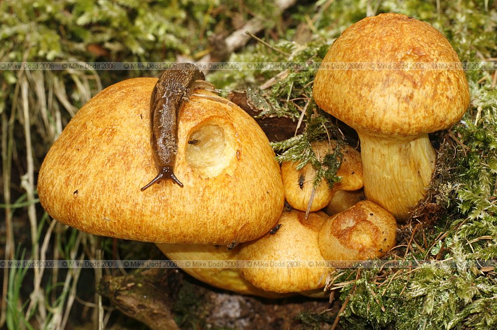 Gymnopilus junonius syn Pholiota spectabilis var. junonia Spectacular Rustgill with slug
