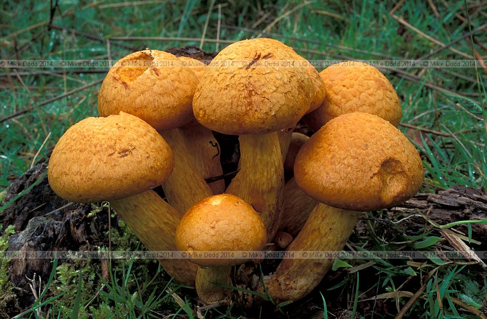 Gymnopilus junonius syn Pholiota spectabilis var. junonia Spectacular Rustgill