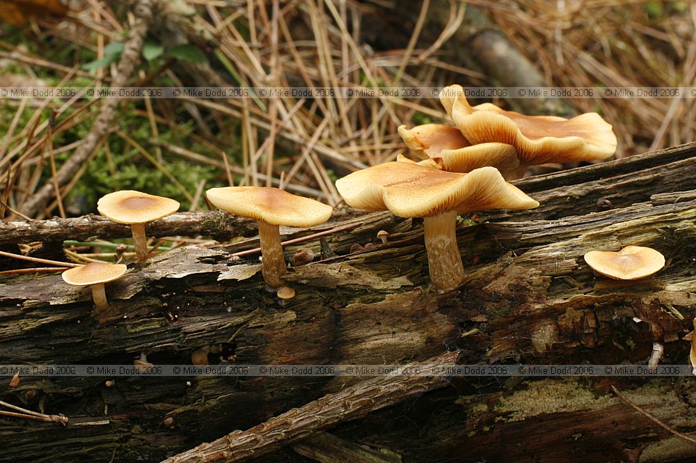 Gymnopilus penetrans Common rustgill