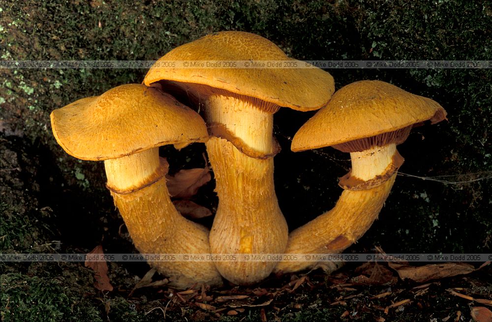 Gymnopilus junonius syn Pholiota spectabilis var. junonia Spectacular Rustgill