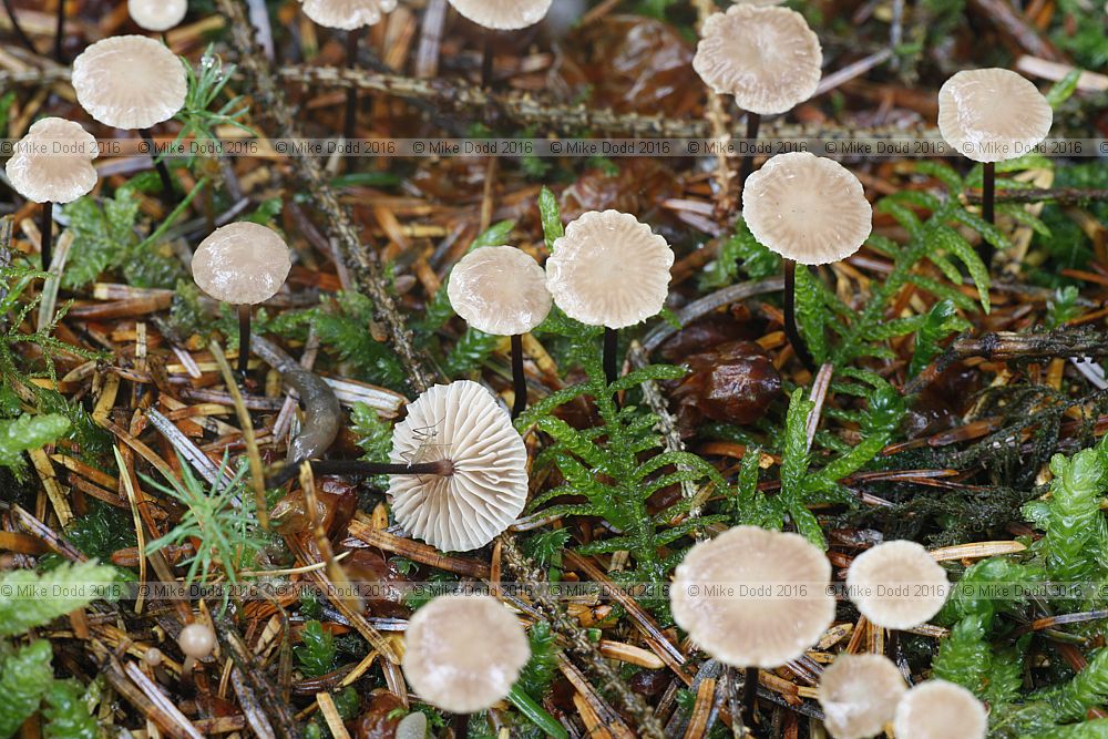 Gymnopus perforans (?)