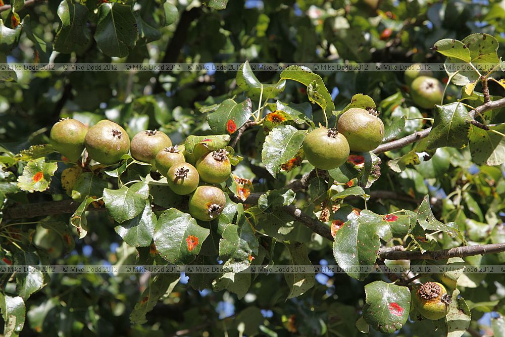 Gymnosporangium sabinae Pear rust