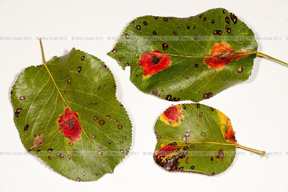 Gymnosporangium sabinae Pear rust