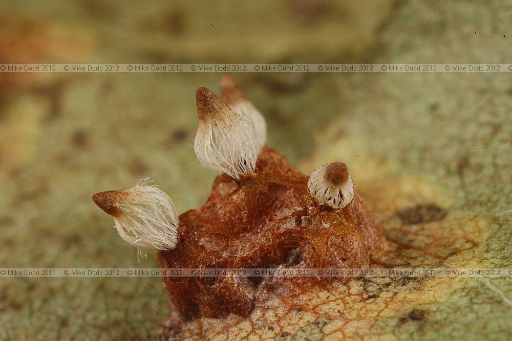Gymnosporangium sabinae Pear rust