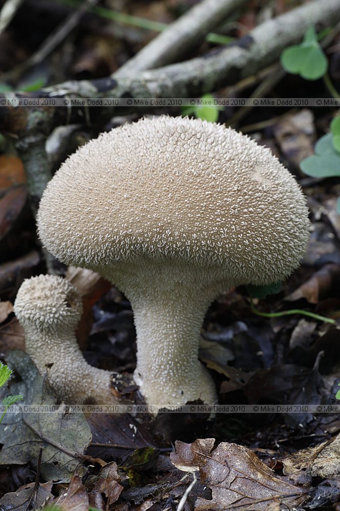Handkea excipuliformis Pestle Puffball
