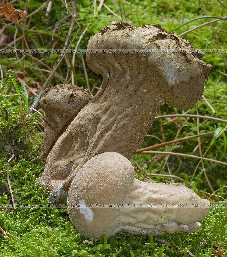 Handkea excipuliformis Pestle Puffball