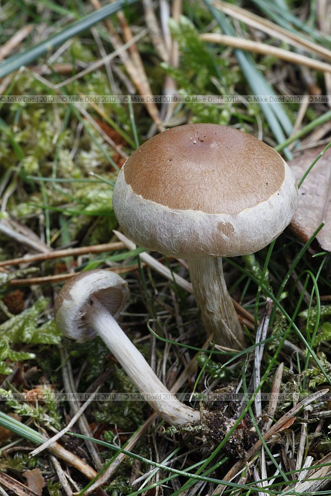 Hebeloma mesophaeum Veiled Poisonpie (?)