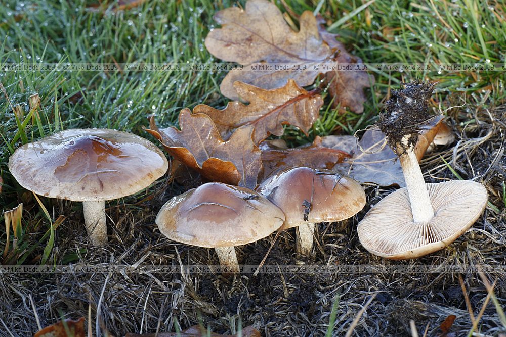 Hebeloma mesophaeum Veiled Poisonpie