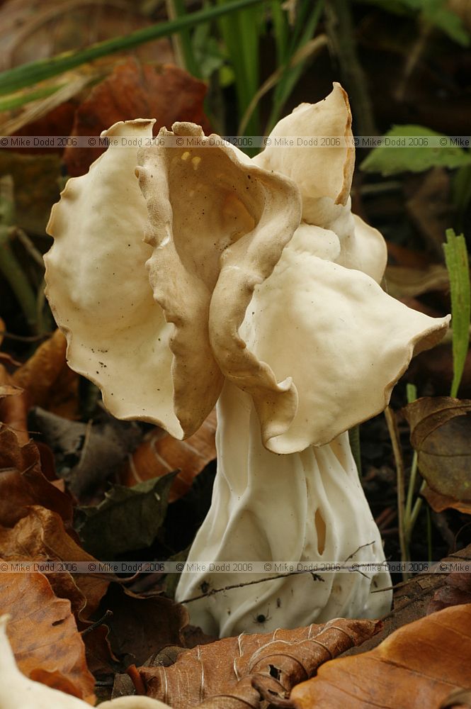 Helvella crispa Common White Helvella White saddle