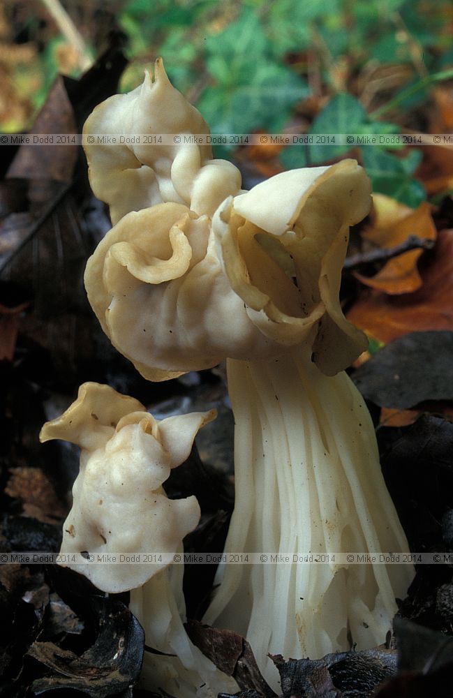 Helvella crispa Common White Helvella White saddle