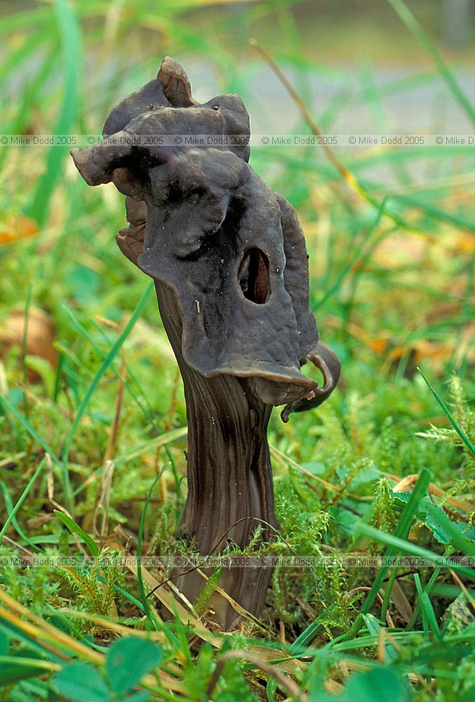 Helvella lacunosa Black Helvella Elfin saddle