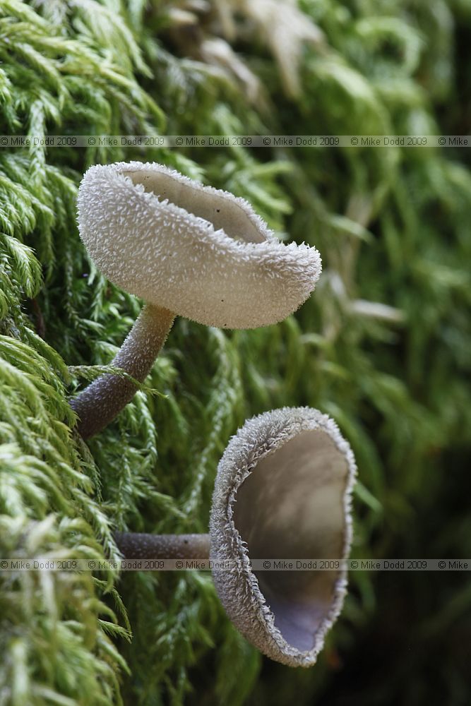 Helvella macropus Felt Saddle