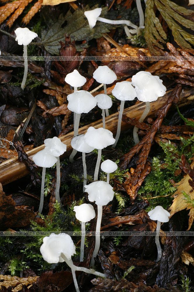 Hemimycena lactea Milky Bonnet
