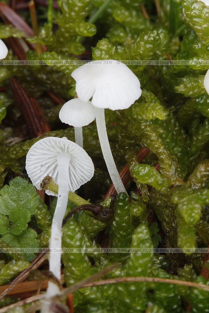 Hemimycena lactea Milky Bonnet (?) growing in moss near conifers.