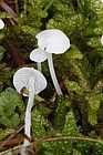 Hemimycena lactea Milky Bonnet (?) growing in moss near conifers.