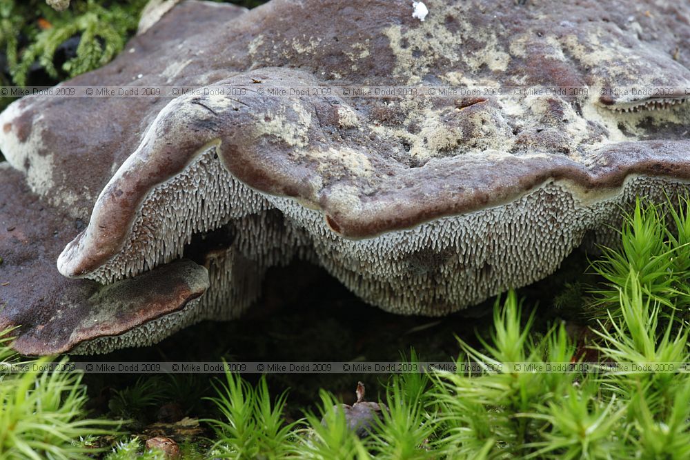 Hydnellum spongiosipes Velvet Tooth
