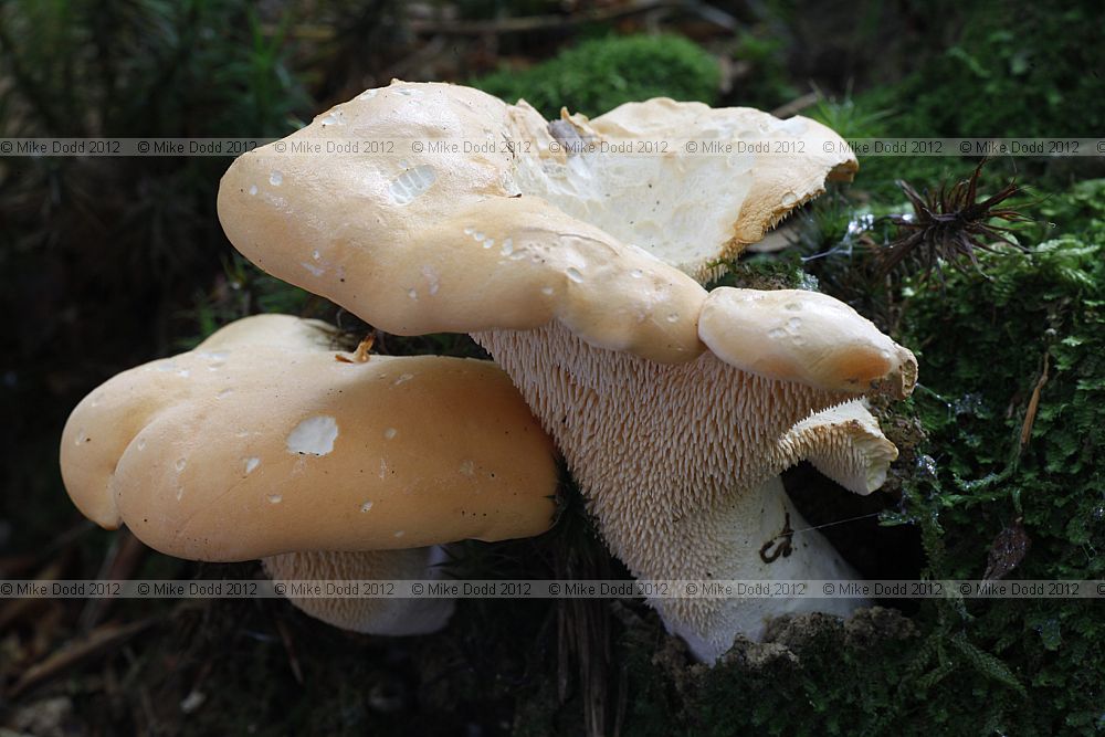Hydnum repandum Wood Hedgehog