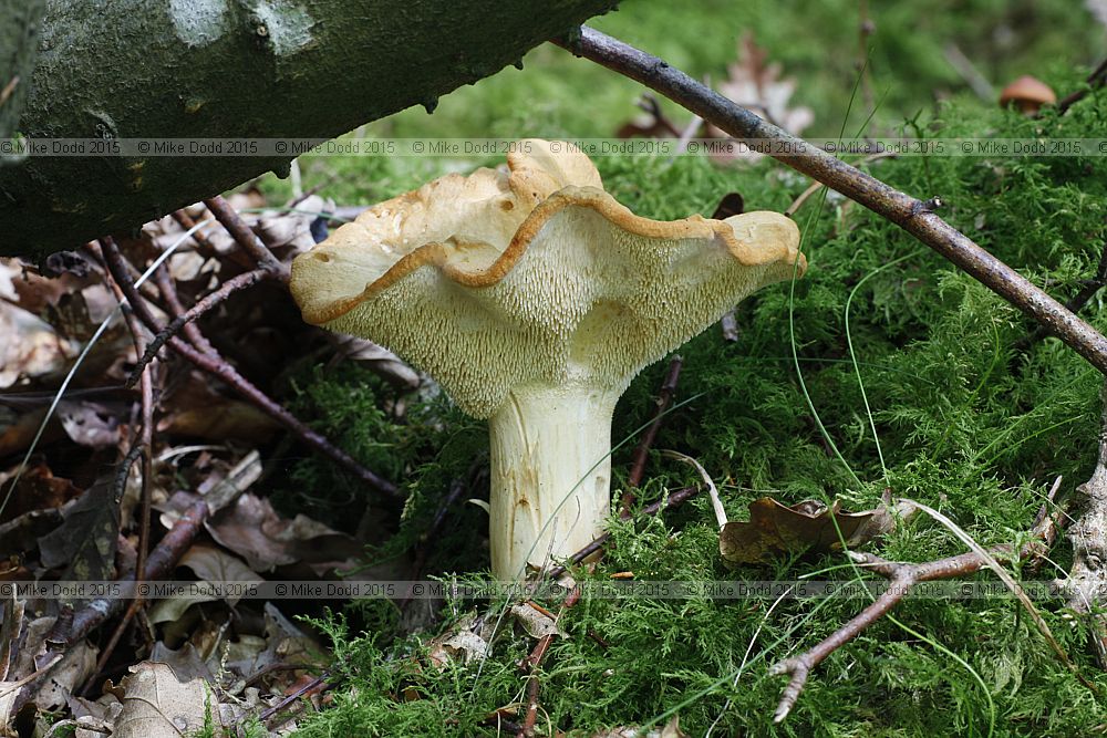Hydnum repandum Hedgehog mushroom or pied de mouton