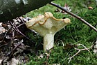 Hydnum repandum Hedgehog mushroom or pied de mouton