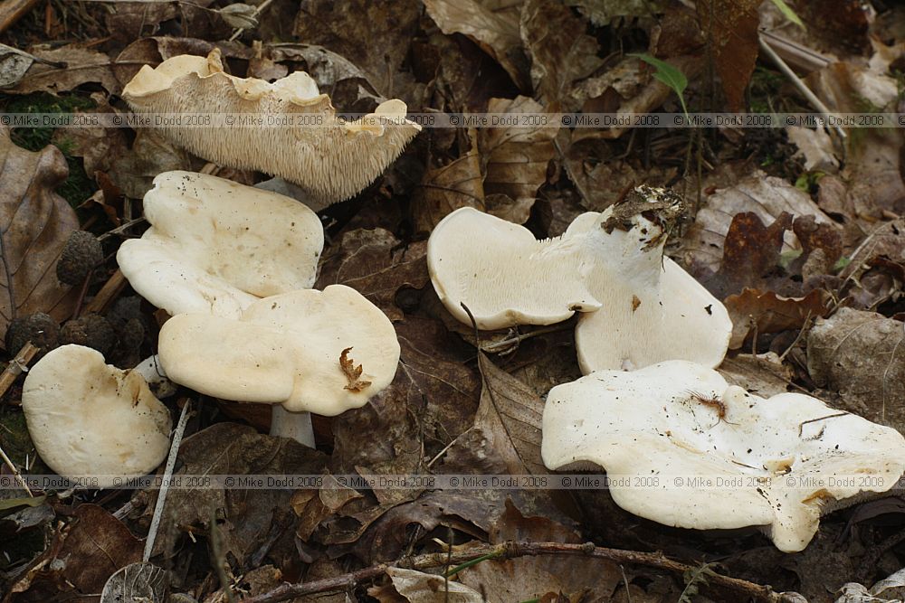 Hydnum repandum Wood Hedgehog
