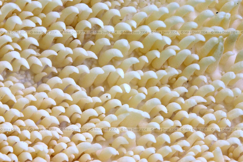 Hydnum repandum Hedgehog fungus Wood hedgehog