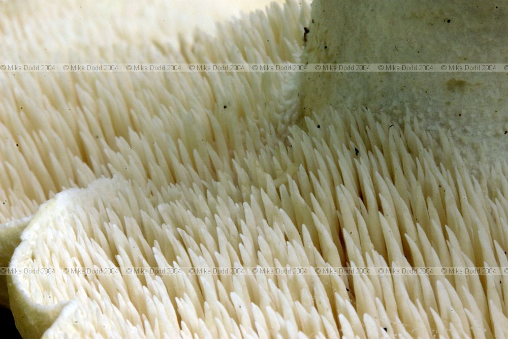 Hydnum repandum Hedgehog fungus Wood hedgehog