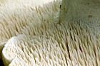 Hydnum repandum Hedgehog fungus Wood hedgehog
