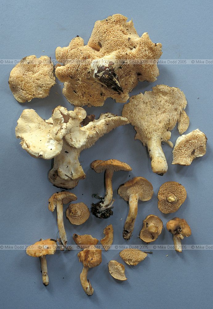 Hydnum repandum Hedgehog fungus Wood hedgehog