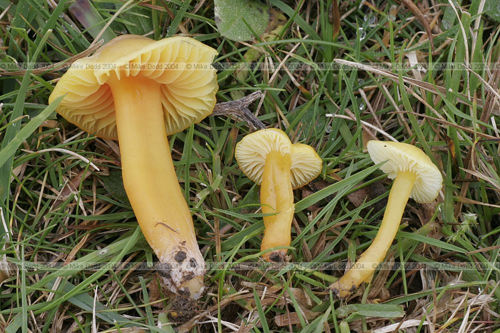 Hygrocybe Waxcap
