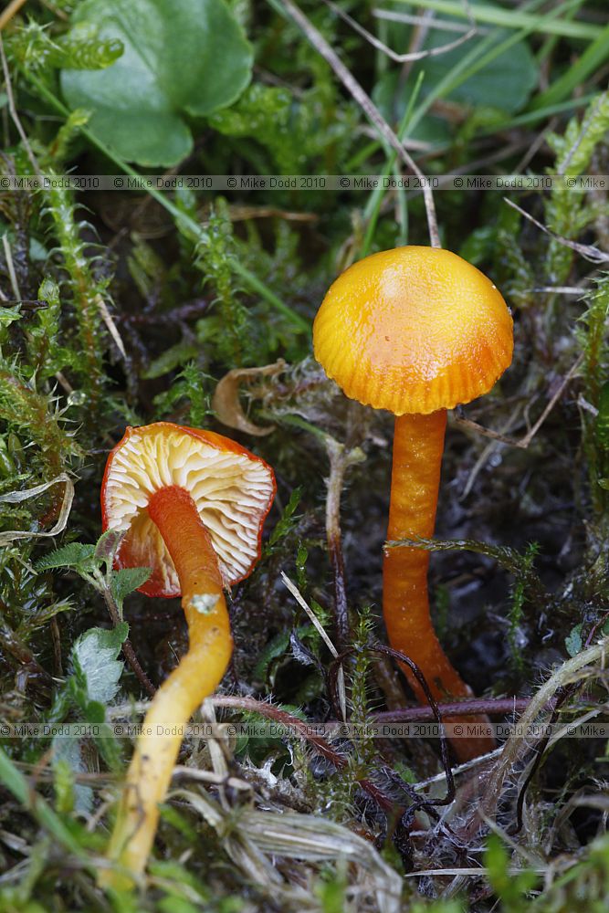 Hygrocybe cantharellus Goblet Waxcap