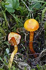 Hygrocybe cantharellus Goblet Waxcap