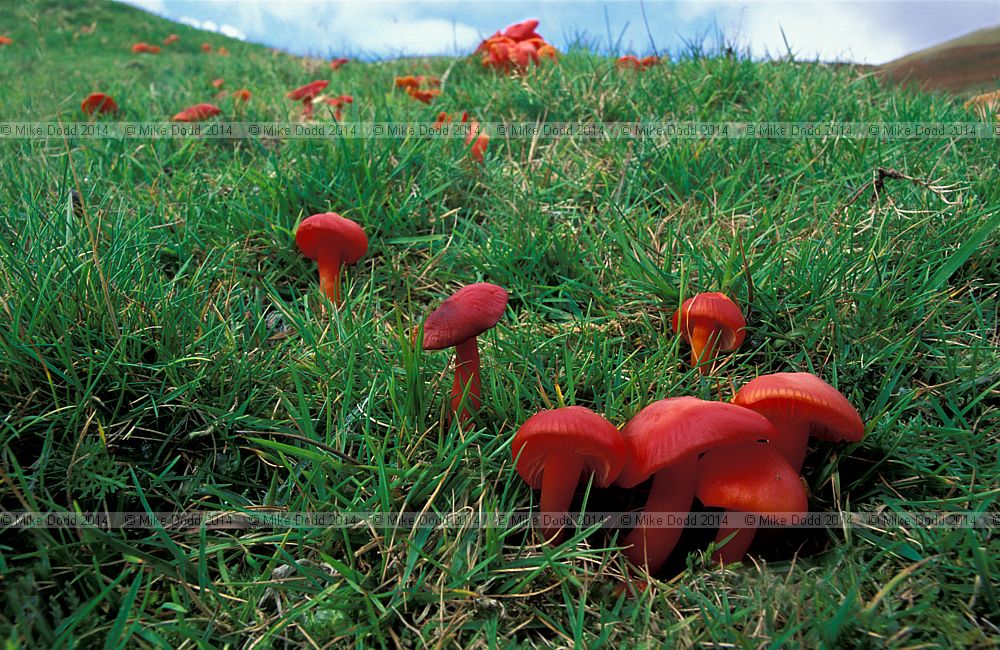 Hygrocybe coccinea Scarlet hood Scarlet waxcap