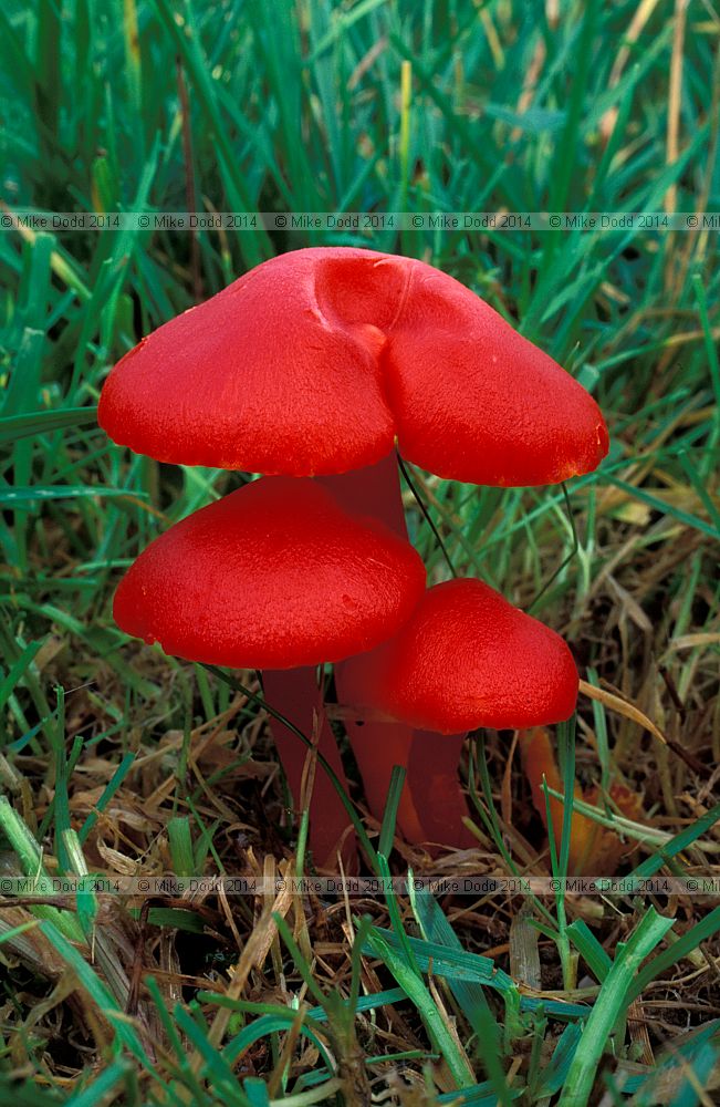 Hygrocybe coccinea Scarlet hood Scarlet waxcap