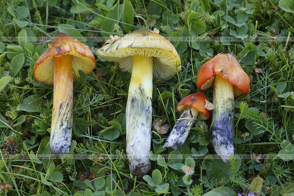 Hygrocybe conica Blackening Waxcap