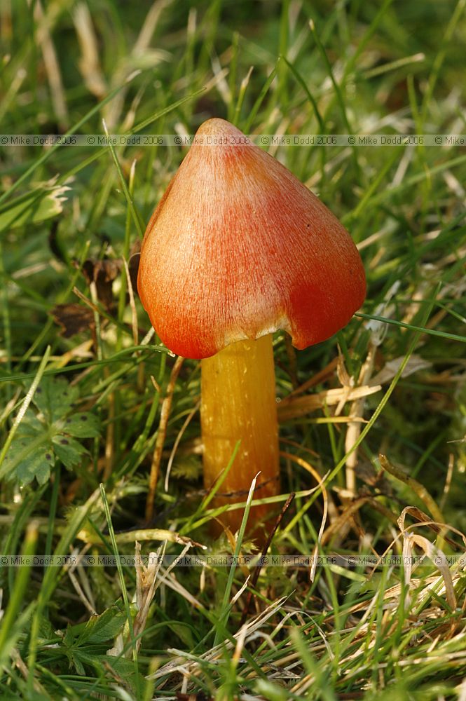 Hygrocybe conica Conical wax cap  Blackening waxcap