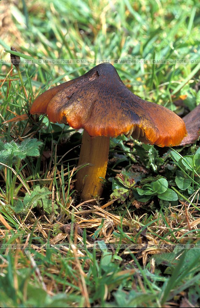 Hygrocybe conica Blackening waxcap