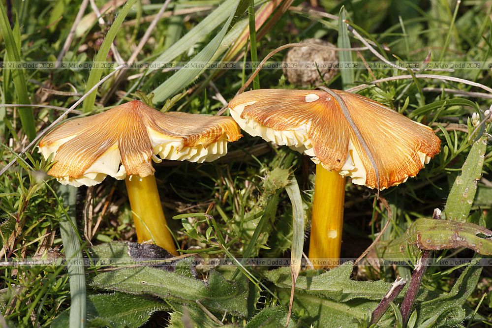 Hygrocybe persistens