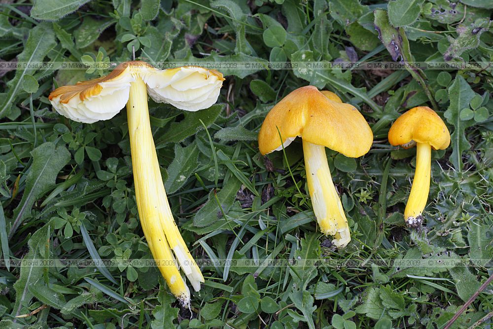 Hygrocybe persistens