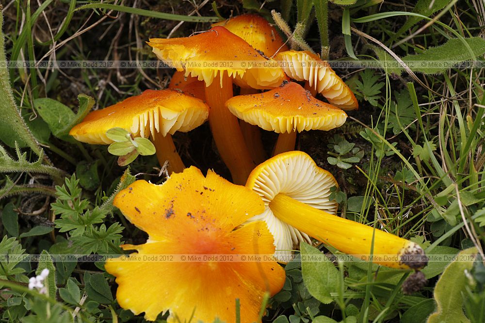 Hygrocybe persistens Persistent Waxcap