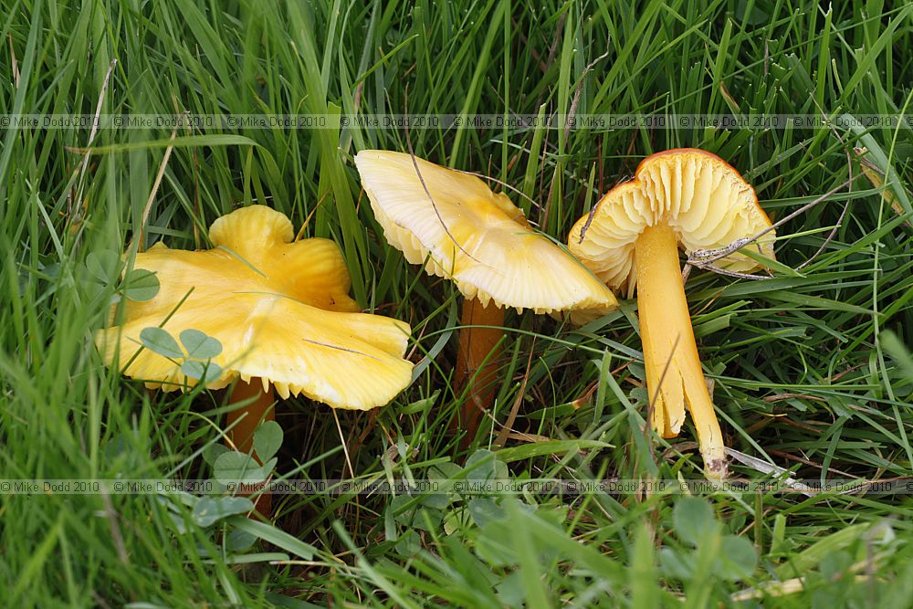 Hygrocybe persistens