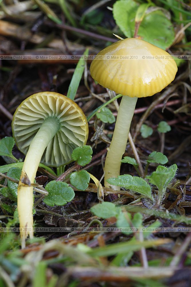 Hygrocybe psittacina Parrot Waxcap
