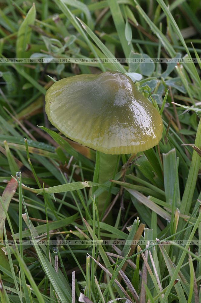 Hygrocybe psittacina Parrot waxcap