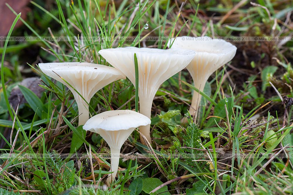 Hygrocybe virginea Snowy Waxcap
