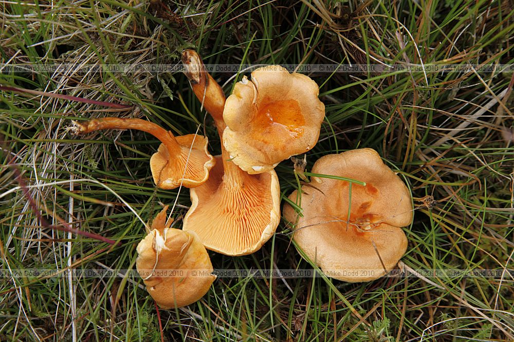 Hygrophoropsis aurantiaca False Chanterelle