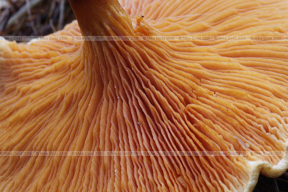Hygrophoropsis aurantiaca False Chanterelle