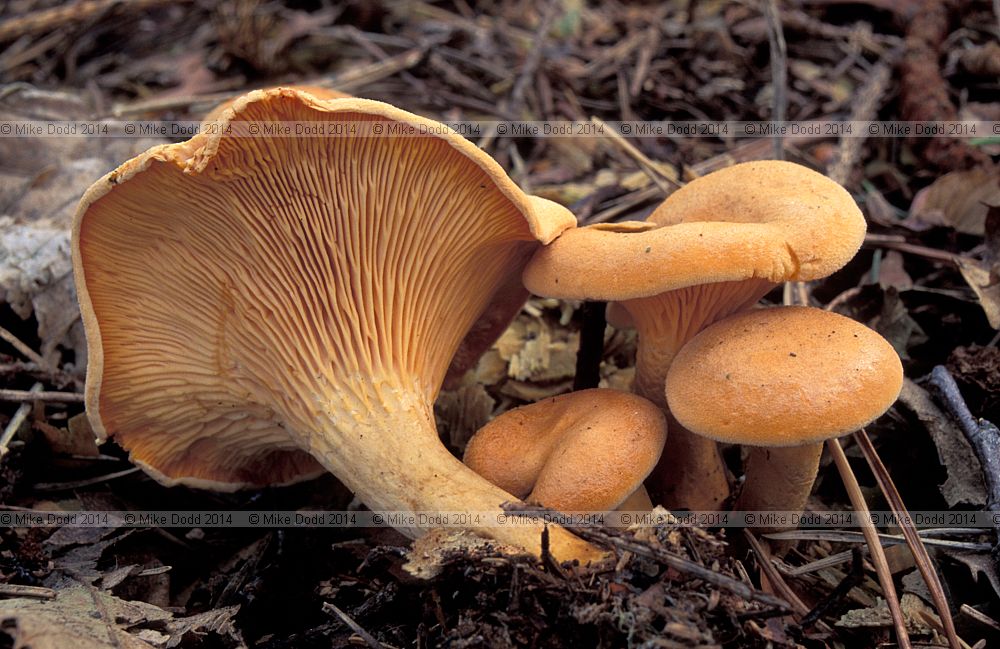 Hygrophoropsis aurantiaca False chanterelle
