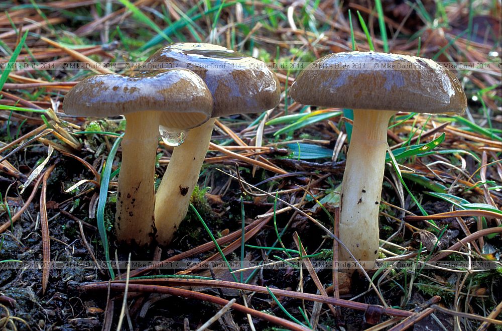 Hygrophorus hypothejus Herald of winter