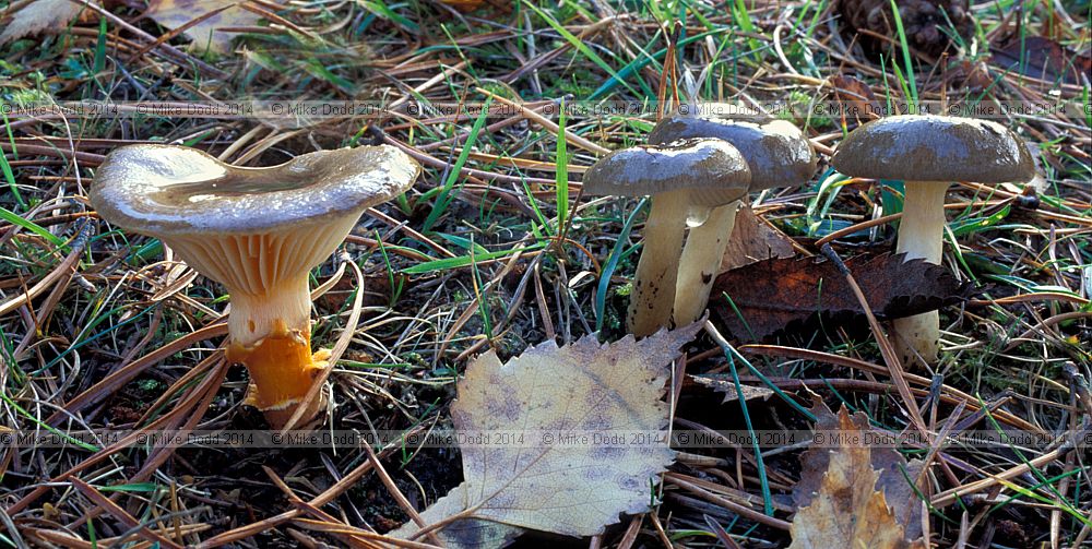 Hygrophorus hypothejus Herald of winter